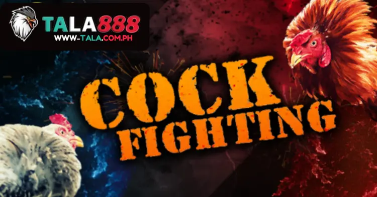 Tala888 Cockfighting