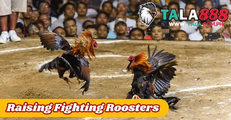 Raising Fighting Roosters