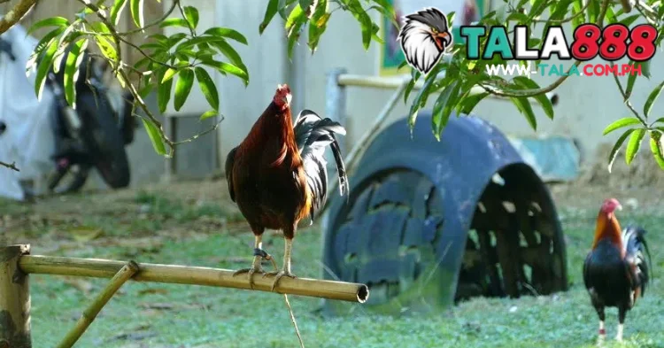 Selecting the best fighting rooster breed from the start is crucial